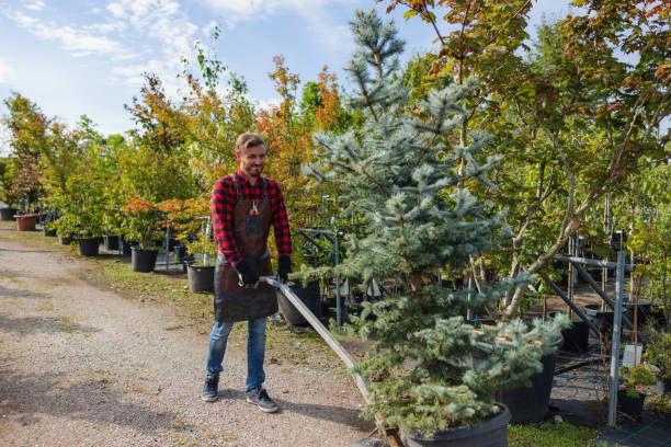 How Our Tree Care Process Works  in  Woodland Heights, PA